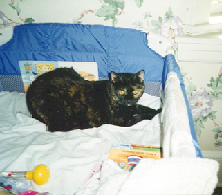 Snickers in my playpen