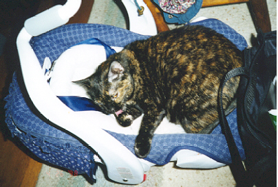 Snickers in my carseat